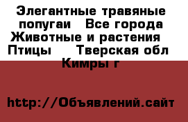 Элегантные травяные попугаи - Все города Животные и растения » Птицы   . Тверская обл.,Кимры г.